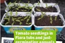  ??  ?? Tomato seedlings in Flora tubs and justgermin­ating annuals