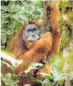 ?? FOTOS IISE ?? Un tipo de simio en Sumatra.
