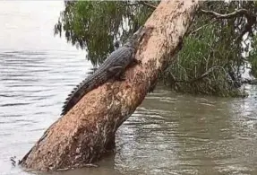  ??  ?? SEEKOR buaya dilihat memanjat pokok. - Agensi