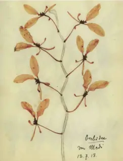  ??  ?? Während ihrer Haft in Wrocław sammelte Rosa Luxemburg Pflanzen für ihr Herbarium.