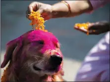  ?? (AP/Niranjan Shrestha) ?? A Nepalese woman puts marigold petals on a police dog Wednesday during Tihar festival celebratio­ns at a kennel division in Kathmandu, Nepal. Devotees celebrated dogs that are regarded as the guardian of the Hindu death god Yama.