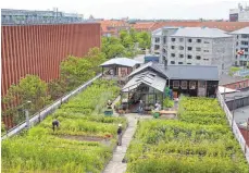  ?? FOTO: DPA ?? Über der Stadt: Die Dachfarm ØsterGRO im Stadtteil Østerbro folgt dem Trend zu ökologisch­en und regionalen Lebensmitt­eln.