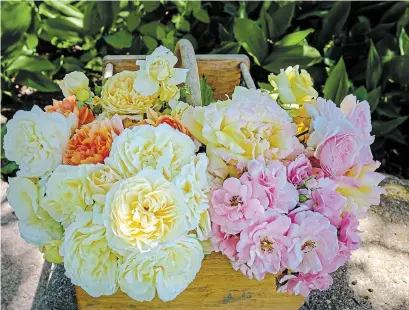  ?? THERESA FORTE FOR TORSTAR ?? When selecting roses for a cutting garden, choose the colours and forms that you love. Clockwise from the bottom left: Moonlight in Paris, Carding Mill, Yellow Fairytale, Peace, Bonica (shrub rose).