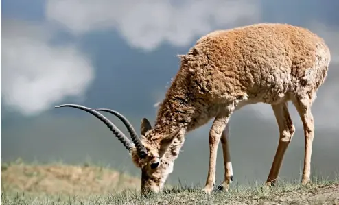  ??  ?? El antílope tibetano se ha convertido en una especie en peligro de extinción.