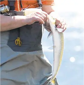  ?? AMY SHORTELL/MORNING CALL FILE PHOTO ?? A fisherman removes a dart from a shad. The shad count at the Conowingo peaked in 2000 at more than 153,000, according to the Fish and Boat Commission. But in 2018, the number plummeted to 4,787.