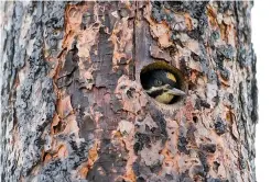  ?? Noah Berger photos / New York Times ?? The black-backed woodpecker is one of the rarest birds in California, and lately it has become something more: a symbol of a huge scientific and political debate over the future of fire.