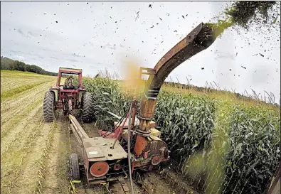  ?? AP ?? Jim Minott harvests corn in September at his farm near Brunswick, Maine. U.S. producer prices fell in December, signaling potential inflation pressures in the economy are contained.