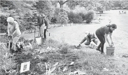  ?? BARBARA HADDOCK TAYLOR/BALTIMORE SUN ?? Gardeners dig out tulip bulbs to take home at Sherwood Gardens’ annual Tulip Dig. Organizers said there were between 70,000 and 80,000 bulbs waiting to be dug up. About three-quarters of them were claimed Saturday.