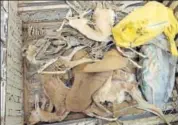  ?? HT PHOTO ?? The carcass of chinkara found in Jaisalmer.