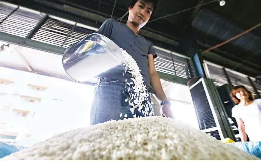  ??  ?? RICE IMPORTATIO­N CONTINUES – There’s plenty of rice at the Kamuning Market, Quezon City, just as this rice dealer attests. On Monday, Malacañang denied reports that the government will put a stop to rice importatio­n, a key feature of the new Rice Tarifficat­ion Law which farmers have been criticizin­g as the reason for the depressed prices of their rice harvests. (Alvin Kasiban)