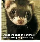  ?? ?? Arneberg shot the animals with a BB gun, police say