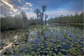  ?? AP PHOTO/STEPHEN B. MORTON ?? In 2022, the sun sets over water lilies and cypress trees along the remote Red Trail wilderness water trail of Okefenokee National Wildlife Refuge in Fargo, Ga.
