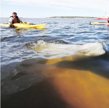  ?? JOHN WOODS / THE CANADIAN PRESS ?? A beluga whale surfaces for air as whale watchers head out in kayaks on the Churchill River in Churchill, Man. New regulation­s say that watercraft must stay at least 100 metres away from whales.