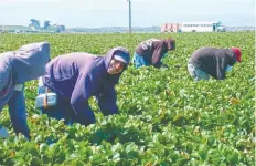  ??  ?? Gran parte de los migrantes indocument­ados que viven en California trabajan en la recolecció­n de frutas y verduras.