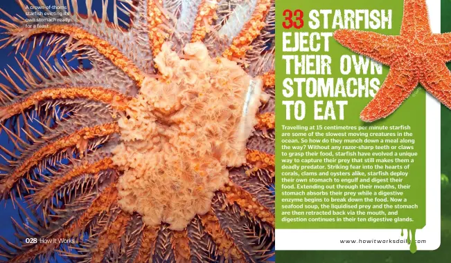  ??  ?? A crown-of-thorns starfish evicting its own stomach ready for a feast