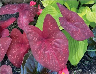  ?? (TNS/Norman Winter) ?? Heart to Heart Burning Heart caladiums, new this year, create a dazzling contrast of foliage color with the chartreuse leaves of Shadowland Coast to Coast hosta.