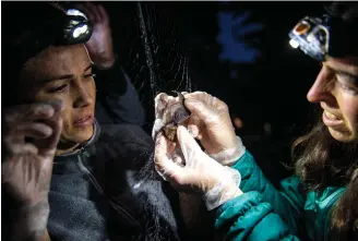  ??  ?? Volunteer biologists check for white-nose syndrome, which has decimated bat population­s