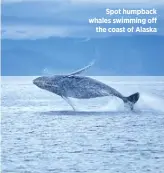  ??  ?? Spot humpback whales swimming off the coast of Alaska