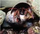  ?? Adele Morgan / Cornwall Wildlife Trust ?? > A Cornish St Piran’s hermit crab