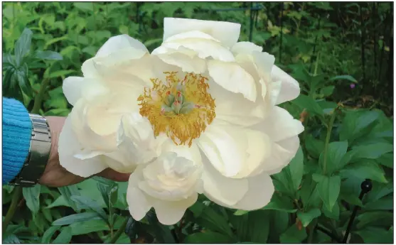  ?? (Special to the Democrat-Gazette/Janet B. Carson) ?? Peonies are long-lived perennials that do best in full sun.