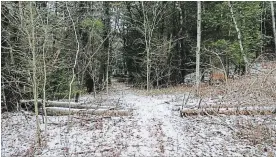  ??  ?? Kawartha Land Trust has signed an agreement to protect an unusual property near Omemee. Pine Ridge has rare trees and a significan­t sand-and-gravel esker.