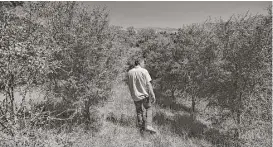  ?? Morgan Maassen / New York Times ?? Avocado and coffee grower Jay Ruskey looks over his groves near Goleta, Calif.