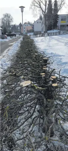  ?? FOTO: MICHAEL ENDRISS ?? Ein Anwohner beschwert sich über den Schnitt der Hecke am Laizer Schulgelän­de.