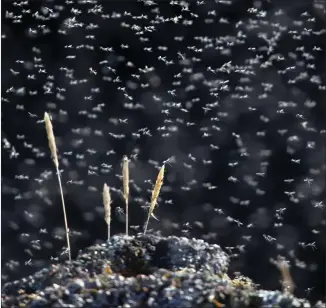  ??  ?? The sight we dread... midges are starting to come out across Scotland, helped by recent weather conditions