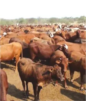  ??  ?? Price manipulati­on by abattoirs, councils, auctioneer­s and recurrence of the deadly Foot and Mouth Disease are some of the factors that need addressing in the beef industry