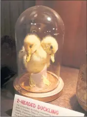  ??  ?? A two-headed duckling is on display at Playland-Not-AtThe-Beach. The arcade and memorabili­a museum will close on Labor Day, and items will be auctioned Sept. 15.