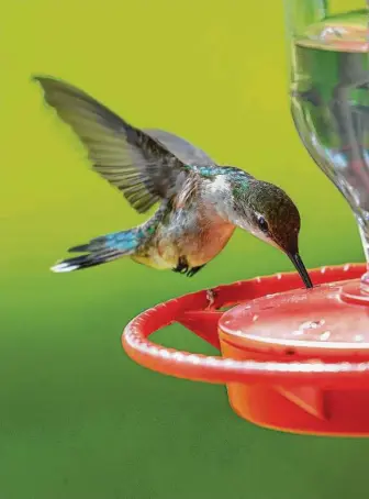  ?? Photos by Kathy Adams Clark / Contributo­r ?? Ruby-throated hummingbir­ds are hard-wired to migrate. They’re going to migrate, regardless of the absence or presence of sugar-water feeders.