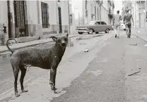  ?? Stephanie Zell / Getty Images ?? Stray Mexican hairless dogs are often mislabeled as chupacabra­s.