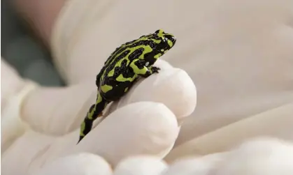  ?? Photograph: Jenny Evans/Getty Images ?? Recovery plans for threatened species such as the northern corroboree frog will expire by the end of April next year, leaving them without environmen­tal protection­s.