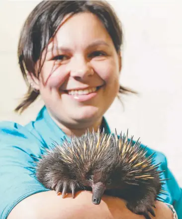  ?? Picture: BRENDAN RADKE ?? PRICKLY SUBJECT: Boongarry Veterinary Surgery nurse Tiffany Hungerford with a female echidna treated for an injury to its beak. It has now been released back into the wild.
