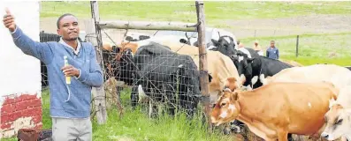  ??  ?? MONEY MAKERS: Jersey cows owned by Dumisa Magidigidi supply milk to 11 schools