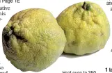  ??  ?? Ugli fruit