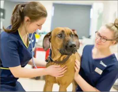  ??  ?? Staff at the Vets Now hospital on Glasgow’s North Street will be able to treat more animals after the expansion