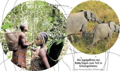  ?? Fotos: Kucukustel/Atlas, AFP/Karumba ?? Die Jagdgebiet­e der Baka liegen zum Teil in
Schutzgebi­eten.