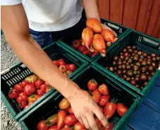  ?? Bild: LARS PEHRSON / SVD / TT ?? EKO. Vem vill inte ha ekologiskt odlade tomater i sin närbutik?