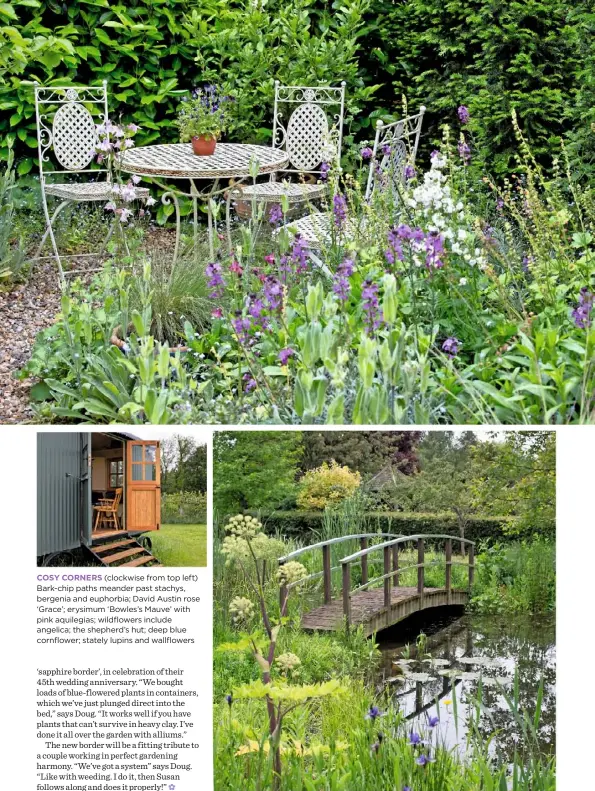  ??  ?? COSY CORNERS (clockwise from top left) Bark-chip paths meander past stachys, bergenia and euphorbia; David Austin rose ‘Grace’; erysimum ‘Bowles’s Mauve’ with pink aquilegias; wildflower­s include angelica; the shepherd’s hut; deep blue cornflower;...