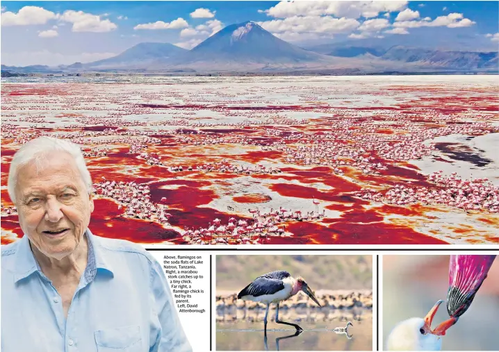  ??  ?? Above, flamingos on the soda flats of Lake Natron, Tanzania. Right, a marabou stork catches up to a tiny chick.
Far right, a flamingo chick is fed by its parent. Left, David Attenborou­gh