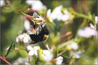  ?? (File Photo/AP/Rogelio V. Solis) ?? A bumblebee feeds on a flower April 1, 2020, at Foot Print Farms in Jackson, Miss.