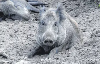  ?? FOTO: DPA ?? Krankheits­träger Wildschwei­n: Bisher gab es noch keinen Befund im Landkreis. Doch die Verantwort­lichen des Veterinära­mtes bleiben wachsam.