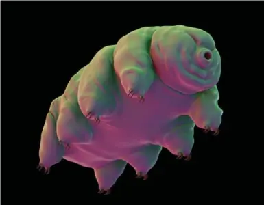  ?? DREAMSTIME ?? Tardigrade­s are known to be tough animals. Some species can even endure powerful radiation and the vacuum of space.