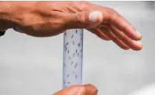  ?? — AFP file photo ?? Experts form the Brazilian Fiocruz Institute release Aedes aegypti mosquitoes infected with a bacteria that prevents them from spreading dengue, Zika and Chikunguny­a at Ilha do Governador in Rio de Janeiro, Brazil.