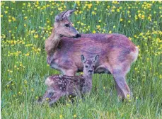  ?? FOTO: ERICH MAREK ?? Wenn die heimische Natur zur Kinderstub­e wird: eine Ricke mit ihrem Kitz.