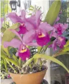  ?? ?? Cattleya species