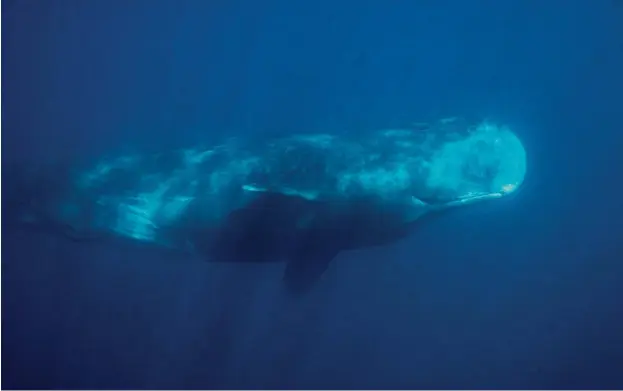  ??  ?? La gran ballena blanca: el cachalote. / The great Sperm Whale.