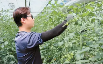 ?? Courtesy of Farm Neverthele­ss ?? Won Seung-hyun, 37, the CEO of Farm Neverthele­ss in Yeongwol in Gangwon Province, works at his tomato farm.