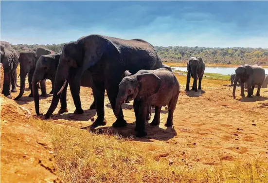 ?? Andrea Sachs / Washington Post ?? Elephants congregate at a watering hole near the Ivory Lodge Campsite, on the outskirts of Hwange National Park in Zimbabwe.